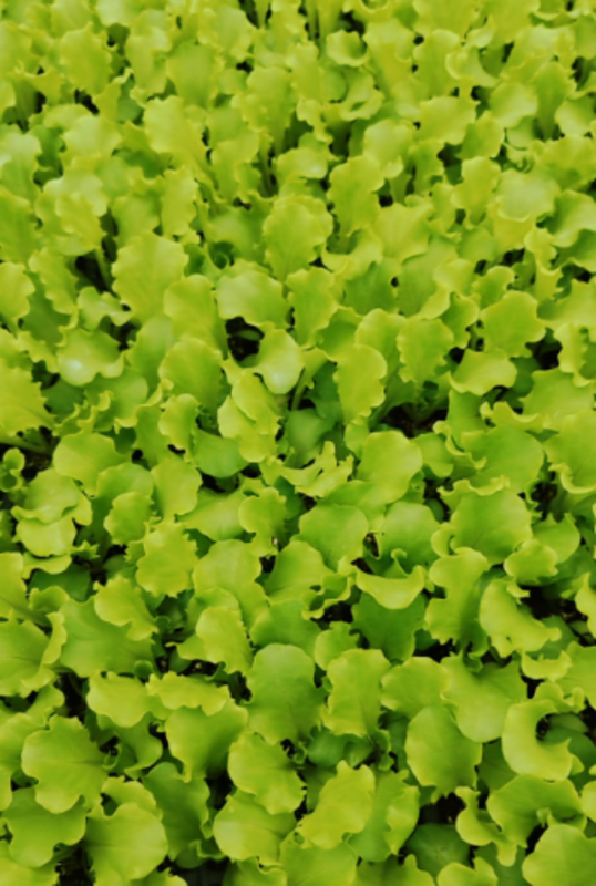 Kanaryole Kıvırcık Marul